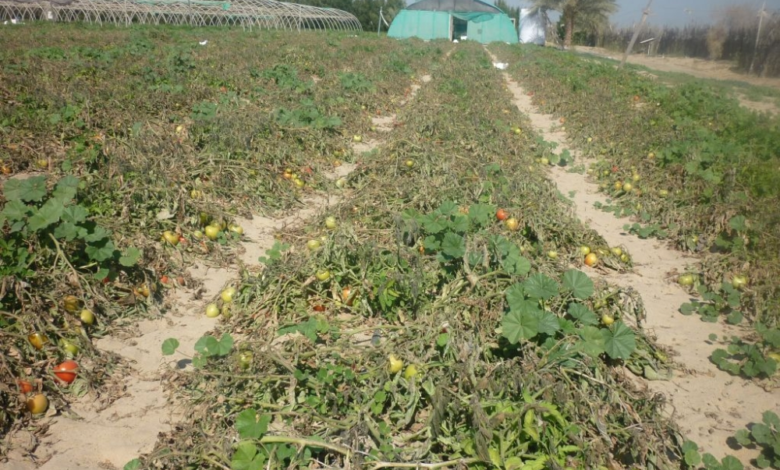 البيئة السعودية: التحقيق إلكترونياً مع مخالفي نظام الزراعة