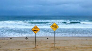 إغلاق شواطئ سيدني بعد هجمات أسماك القرش: تفاصيل وتحذيرات