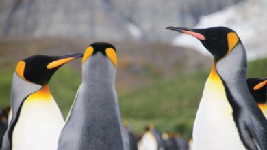 تغير المناخ يغير مواعيد تزاوج البطاريق في القطب الجنوبي