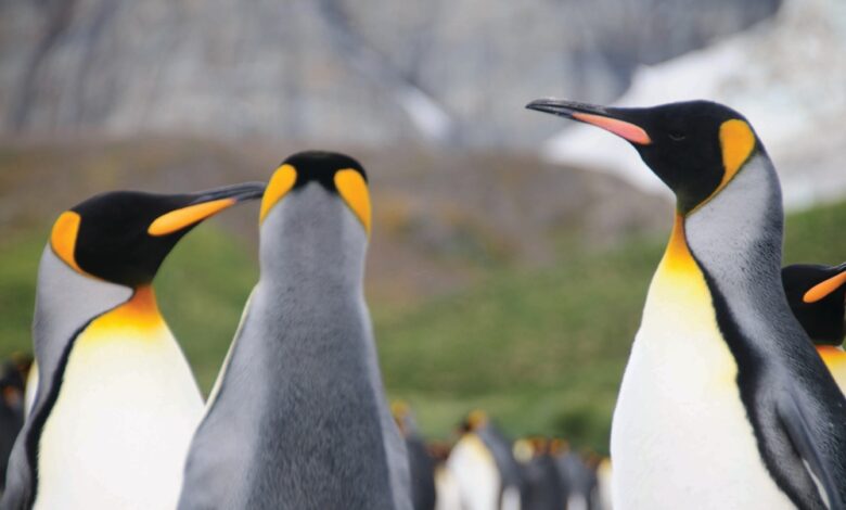 تغير المناخ يغير مواعيد تزاوج البطاريق في القطب الجنوبي