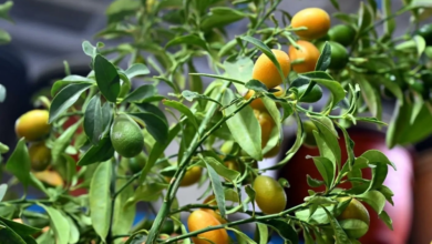 التشجير في المدينة المنورة: انتعاش المشاتل ومبادرات خضراء