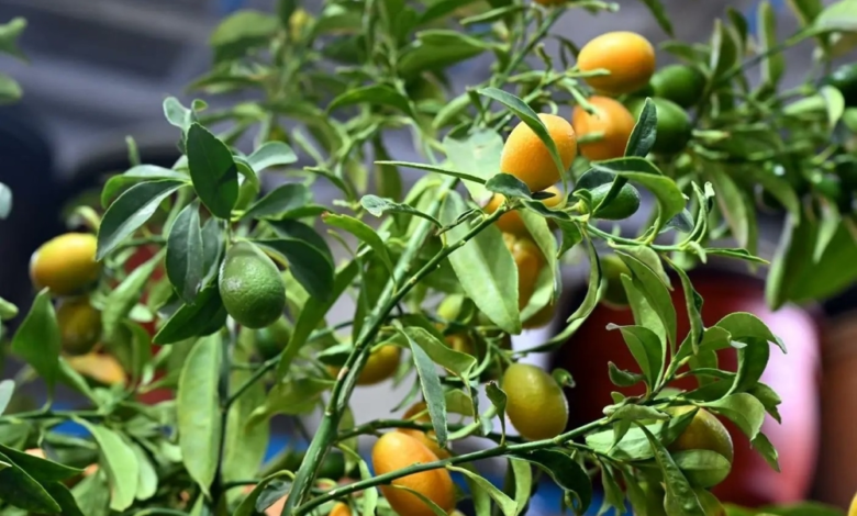 التشجير في المدينة المنورة: انتعاش المشاتل ومبادرات خضراء