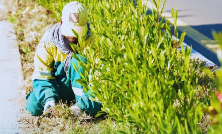 زراعة 700 شتلة في قرية ذي عين الأثرية ضمن السعودية الخضراء