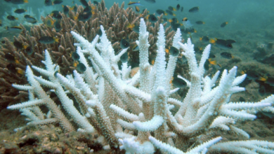 Saudi Arabia to host the World Coral Reef Summit 2026
