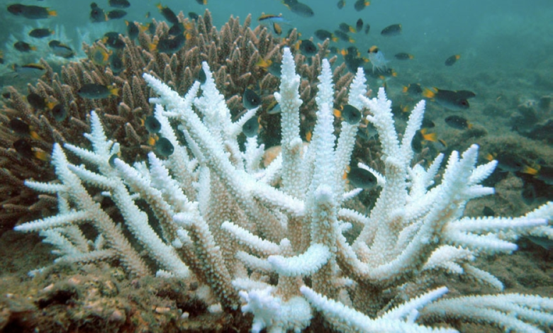 Saudi Arabia to host the World Coral Reef Summit 2026