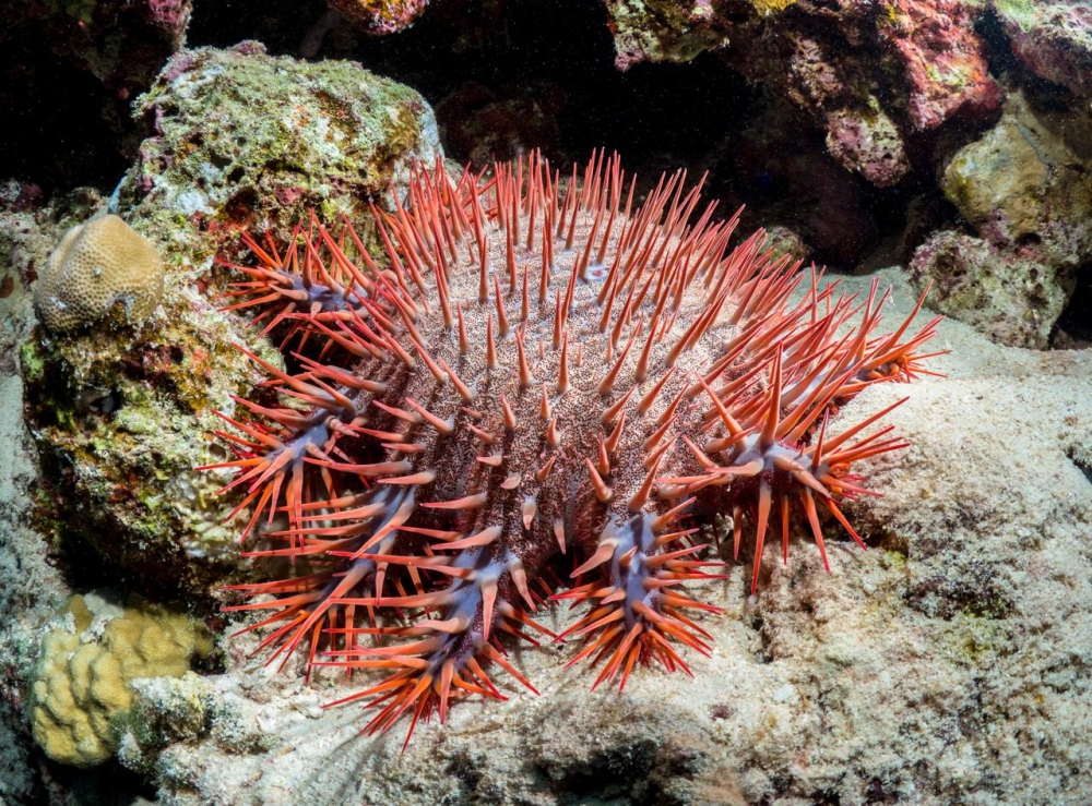Coral reefs in the Red Sea - Archive