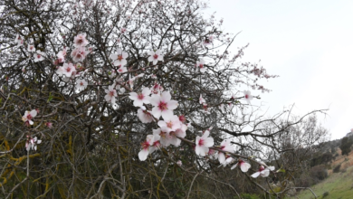 موسم أزهار اللوز في عسير: جمال الطبيعة ودعم الاقتصاد المحلي