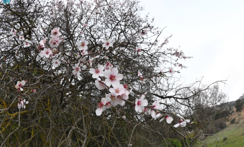 موسم أزهار اللوز في عسير: جمال الطبيعة ودعم الاقتصاد المحلي