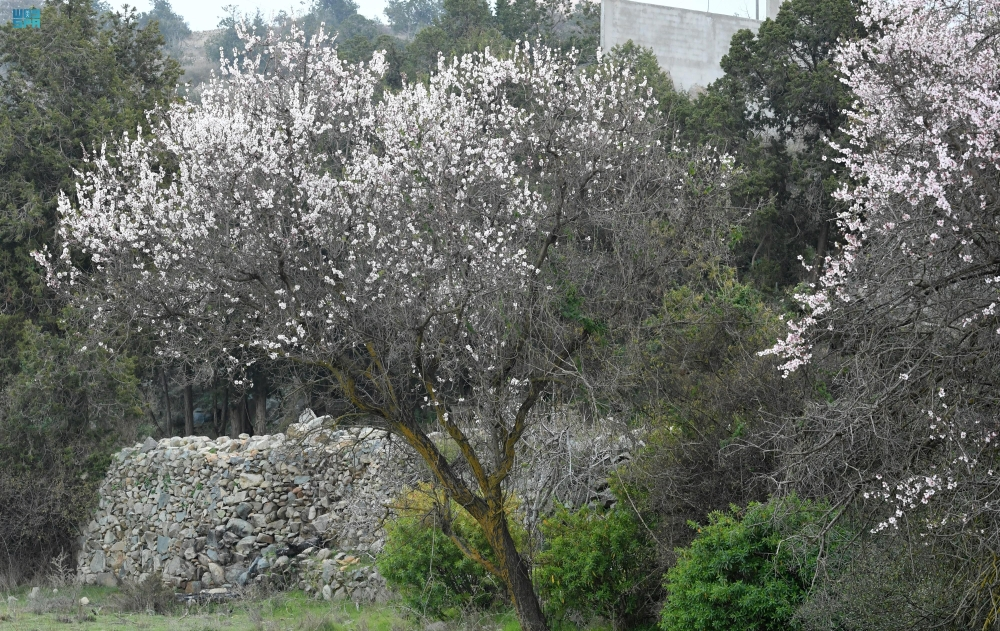 أزهار اللوز تكسو مرتفعات عسير - واس