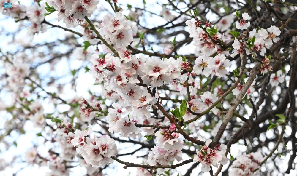 السياحة الزراعية في عسير