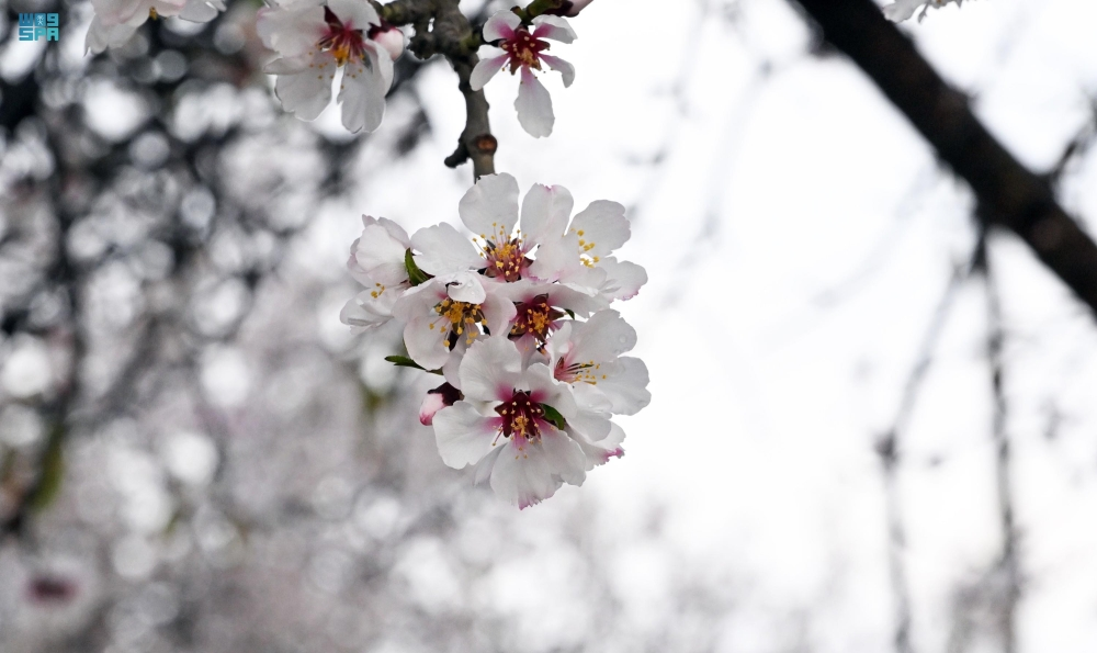مدرجات اللوز الزراعية في النماص
