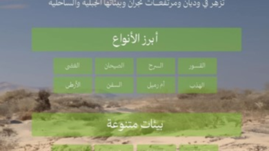 نباتات نجران المحلية: 22 نوعاً لدعم مبادرة السعودية الخضراء