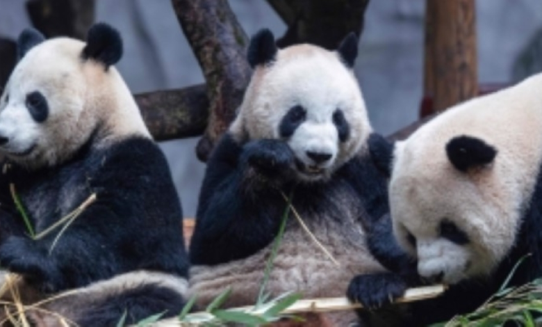 اليابان تودع آخر زوج باندا في طوكيو: نهاية حقبة تاريخية