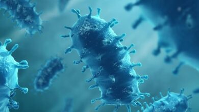 الصحة السعودية: لا قلق من فيروس نيباه والوضع تحت السيطرة