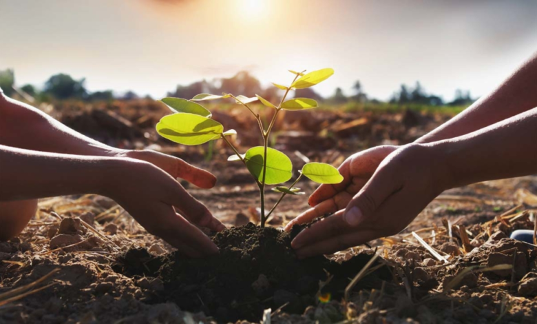 السعودية تطلق المرحلة التنفيذية لمبادرة الشرق الأوسط الأخضر