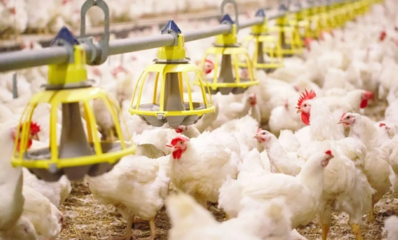 السعودية تحظر استيراد الدواجن من مقاطعة فرنسية بسبب إنفلونزا الطيور