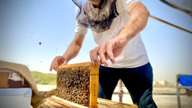 "ريف السعودية" يوزع 1800 طرد معدات حديثة للنحالين