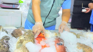 جدة: مصادرة طن أسماك فاسدة ورصد 738 مخالفة صحية