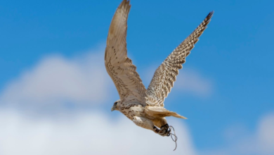 انطلاق مهرجان الصقور بطريف: 700 صقار وجوائز مليونية