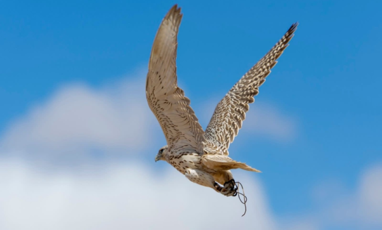 انطلاق مهرجان الصقور بطريف: 700 صقار وجوائز مليونية