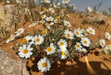 Al-Jawf's plant identity: 27 local species to support a green Saudi Arabia