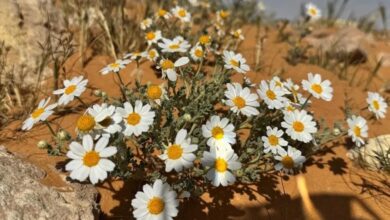 Al-Jawf's plant identity: 27 local species to support a green Saudi Arabia
