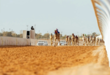 قرية الجنادرية ومهرجان خادم الحرمين للهجن: استثمار في التراث