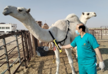 البيئة تعيد فتح باب ترحيل مواشي غير السعوديين عبر نما