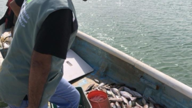 حماية الثروة السمكية في مكة: فحص 500 قارب ضمن حملات رقابية