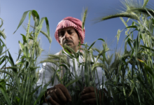 ريف السعودية يدعم المحاصيل البعلية بمعدات حديثة في 4 مناطق