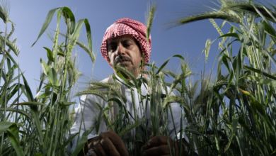 ريف السعودية يدعم المحاصيل البعلية بمعدات حديثة في 4 مناطق