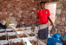 البرنامج السعودي يعيد تأهيل خيصة الصيادين في سقطرى