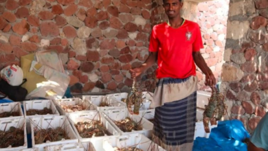 The Saudi program is rehabilitating fishermen's farms in Socotra