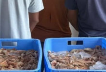 Five people were arrested for hunting without a permit in Al-Qunfudhah, Makkah