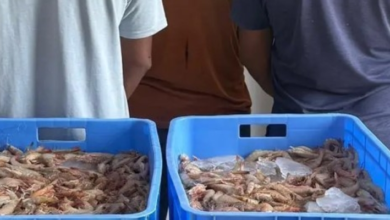 ضبط 5 مخالفين للصيد دون تصريح في القنفذة بمكة المكرمة