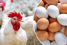 السعودية ترفع الحظر عن استيراد الدواجن من الدنمارك وفرنسا وإيرلندا