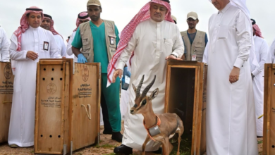 إطلاق 10 آلاف كائن فطري بالسعودية: إنجاز لتعزيز التنوع الأحيائي