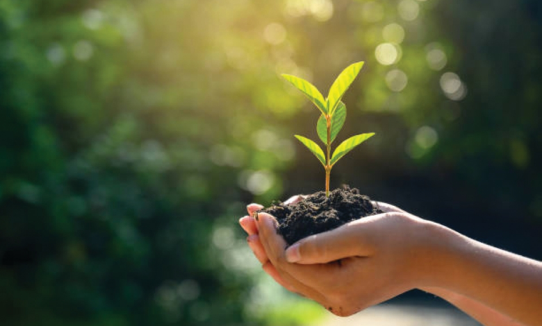 تشجير مساجد جازان.. مبادرة بيئية بمشاركة 1152 متطوعاً