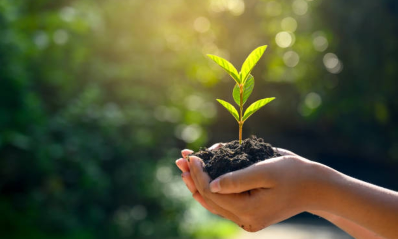 السعودية الخضراء: زراعة 8 ملايين شجرة باتفاقيات عقارية جديدة