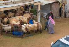Livestock markets in the northern border region are booming ahead of Ramadan, with strict oversight in place