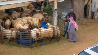 Livestock markets in the northern border region are booming ahead of Ramadan, with strict oversight in place