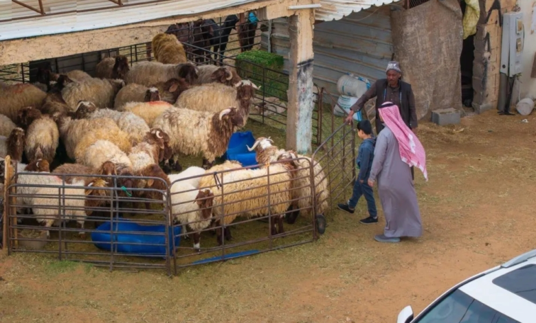 Livestock markets in the northern border region are booming ahead of Ramadan, with strict oversight in place