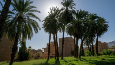 Najran dates in Ramadan: "Al-Bayadh" and "Al-Mawakil" are symbols of generosity and abundance
