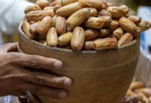 تمور السعودية في رمضان: قيمة غذائية وإرث يدعم الاقتصاد