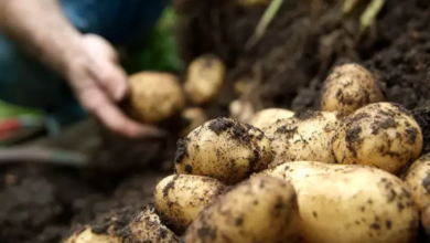 حظر استيراد تقاوي البطاطس المصابة: حماية للأمن الغذائي السعودي