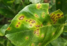 قوائم الآفات الحجرية الجديدة في السعودية لتعزيز الأمن الغذائي