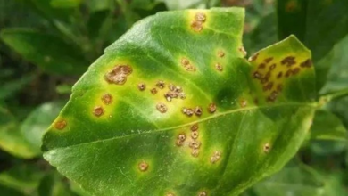 قوائم الآفات الحجرية الجديدة في السعودية لتعزيز الأمن الغذائي