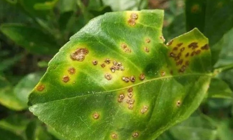 قوائم الآفات الحجرية الجديدة في السعودية لتعزيز الأمن الغذائي