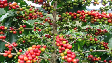 اشتراطات استيراد شتلات البن في السعودية: حماية للإنتاج المحلي