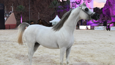 الخيل العربية: رمز التراث وإلهام الفن والشعر العربي